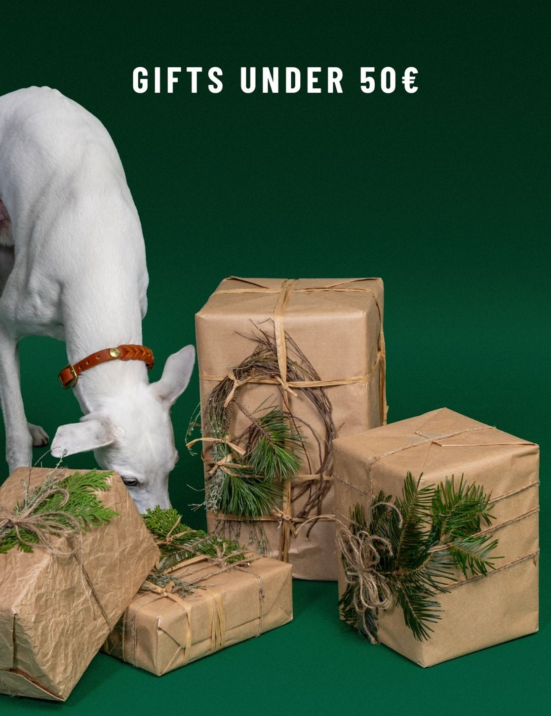 CLOUD7_ Ein weißer Hund schnüffelt neben vier in braunes Papier eingewickelten Geschenken, die mit Tannenzweigen und Schnur verziert sind. Darüber steht auf grünem Hintergrund die Aufschrift „GESCHENKE UNTER 50 €“.