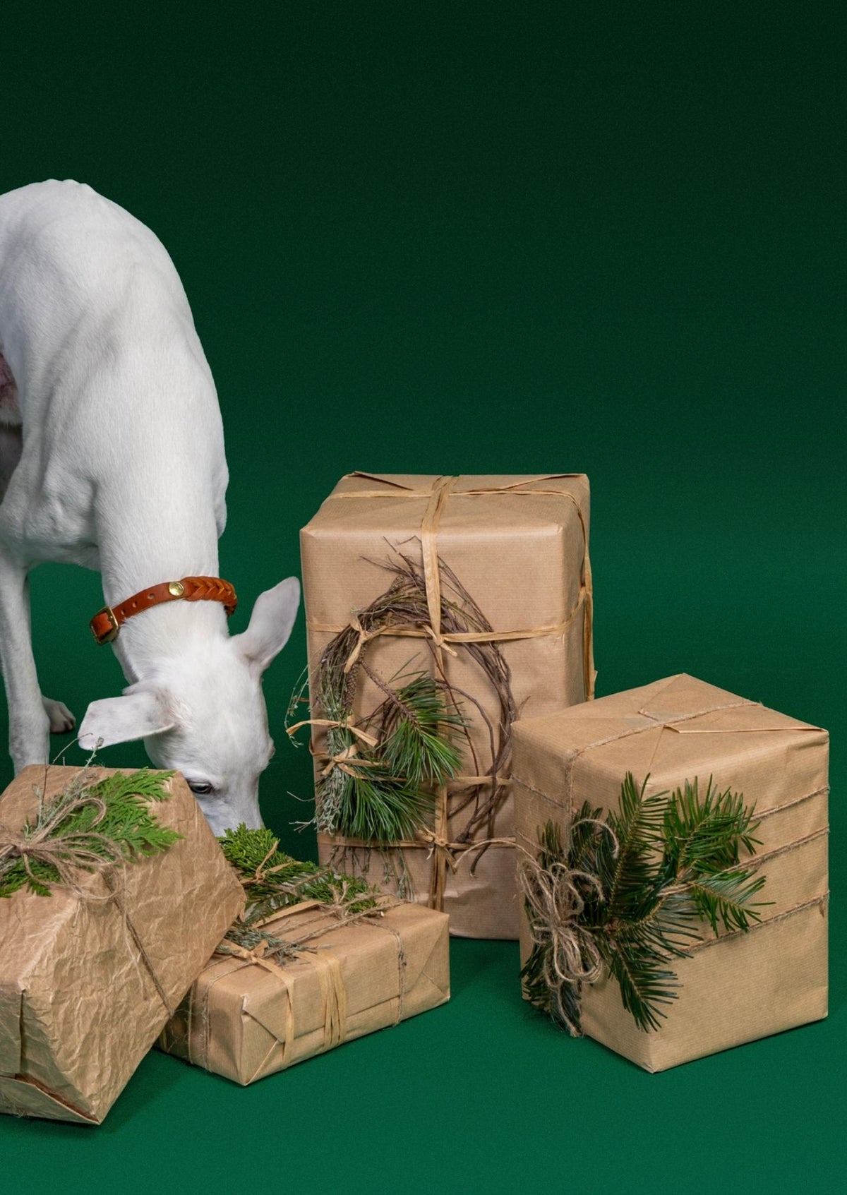 CLOUD7_ Ein weißer Hund mit einem braunen Halsband schnüffelt in der Nähe von vier in braunes Papier eingewickelten Geschenken, die mit Tannenzweigen und Schnur verziert sind, vor einem dunkelgrünen Hintergrund.