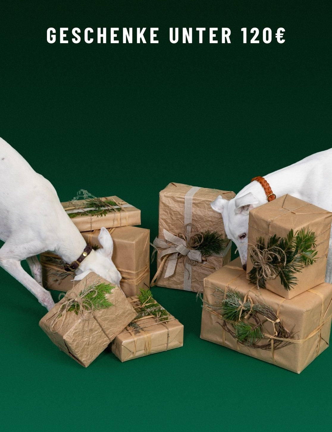 CLOUD7_ Zwei weiße Hunde schnüffeln an Geschenken, die in braunes Papier eingewickelt und mit Grünzweigen verziert sind, vor einem dunkelgrünen Hintergrund. Der Text darüber lautet: „GESCHENKE UNTER 120 €“.