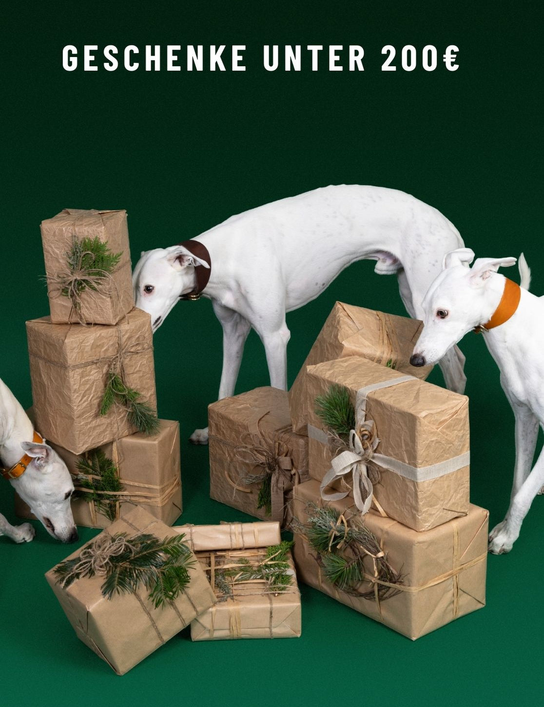 CLOUD7_ Drei weiße Hunde schnüffeln an einem Stapel braun in Papier eingewickelter Geschenke herum, die mit Grünzweigen verziert sind. Der Text darüber lautet „GESCHENKE UNTER 200 €“ auf dunkelgrünem Hintergrund.