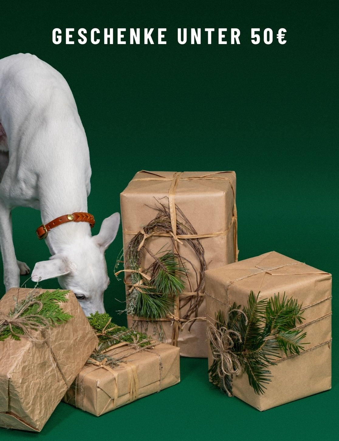 CLOUD7_ Ein weißer Hund schnüffelt in der Nähe von vier mit braunem Papier verpackten und mit Grünzweigen verzierten Geschenken. Der Text darüber lautet „GESCHENKE UNTER 50 €“ auf grünem Hintergrund.