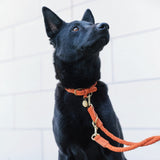 Hundehalsband Ravello Rust