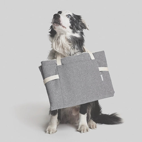 CLOUD7_ Ein schwarz-weißer Hund sitzt vor einem einfarbigen Hintergrund, hält eine graue Tragetasche an den Henkeln um den Hals und blickt mit leicht geöffnetem Maul nach oben.
