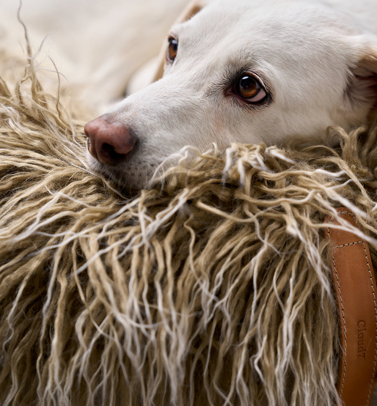 CLOUD7_ Ein weißer Hund legt seinen Kopf auf eine zottelige, hellbraune Felldecke und blickt mit ruhigem, nachdenklichem Gesichtsausdruck zur Seite. Auf der Decke ist ein brauner Lederriemen mit der Aufschrift „Cloud7“ zu sehen.