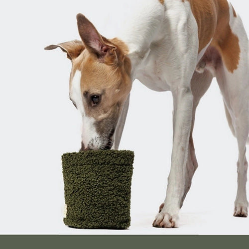 CLOUD7_ Ein hellbrauner und weißer Hund schnüffelt an einem grünen, strukturierten Behälter vor einem schlichten weißen Hintergrund oder frisst daraus.