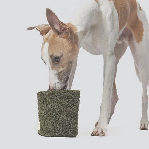 CLOUD7_ Ein weiß-brauner Hund mit spitzen Ohren schnüffelt an einem grünen, strukturierten Behälter auf hellgrauem Hintergrund oder frisst daraus.