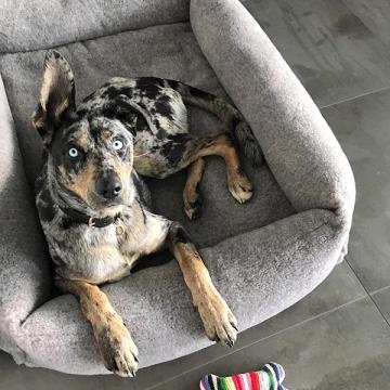 CLOUD7_ Ein blauäugiger, merlefarbener Hund, der ein Ohr aufgerichtet hat, liegt in einem grauen Hundebett auf einem Fliesenboden. Ein bunt gestreiftes Spielzeug liegt daneben auf dem Boden.