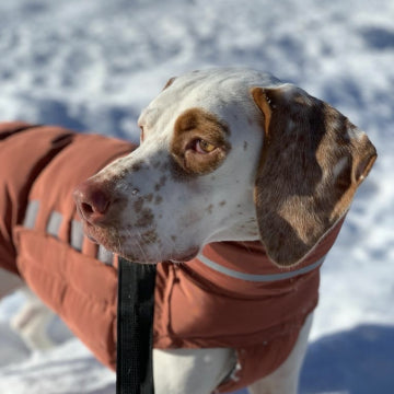 CLOUD7_ Ein weißer Hund mit braunen Flecken, der einen braunen Mantel trägt, steht draußen im Schnee und schaut zur Seite.