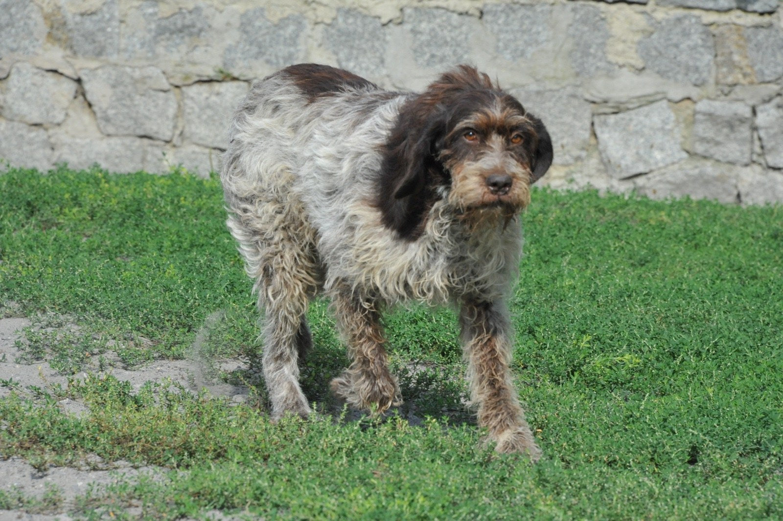 CLOUD7_ Ein zotteliger, braun-grauer Hund steht auf grünem Gras und einem Steinpflaster vor einer Steinmauer und wirkt wachsam und aufmerksam.