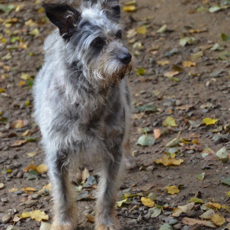 CLOUD7_ Ein struppiger grauer Hund mit aufgestellten Ohren steht auf einem Feldweg, der mit verstreuten gelben und grünen Blättern bedeckt ist, und schaut aufmerksam zur Seite.
