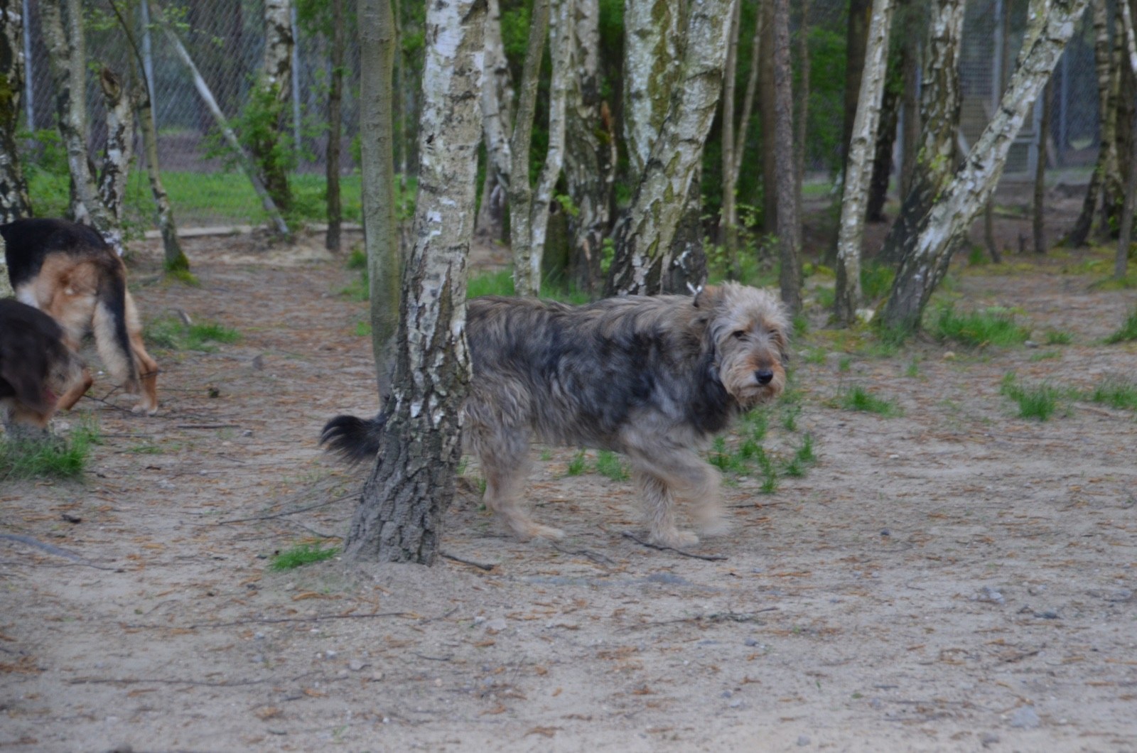 CLOUD7_ Ein zotteliger grauer Hund steht auf sandigem Boden zwischen Bäumen und blickt in die Kamera. Links ist teilweise ein weiterer Hund zu sehen, der am Boden schnüffelt. Im Hintergrund sind ein Zaun und Grünflächen zu erkennen.