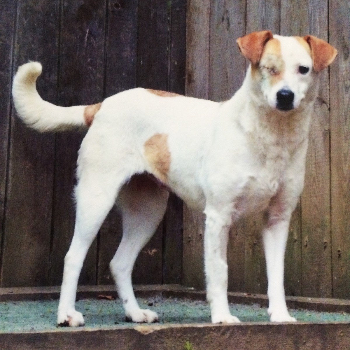 CLOUD7_ Ein weiß-brauner Hund mit nur einem Auge steht auf einer Plattform vor einem Holzzaun und blickt in die Kamera.