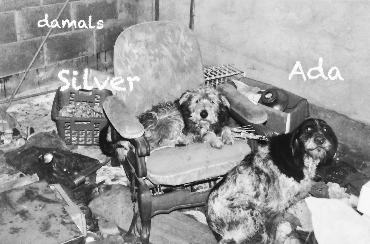 CLOUD7_ Zwei zerzauste Hunde – der eine liegt auf einem alten Sessel, der andere sitzt daneben – befinden sich in einem überfüllten, schmutzigen Raum. Über ihnen stehen in weißer Schrift die Namen „damals SiLver“ und „Ada“.