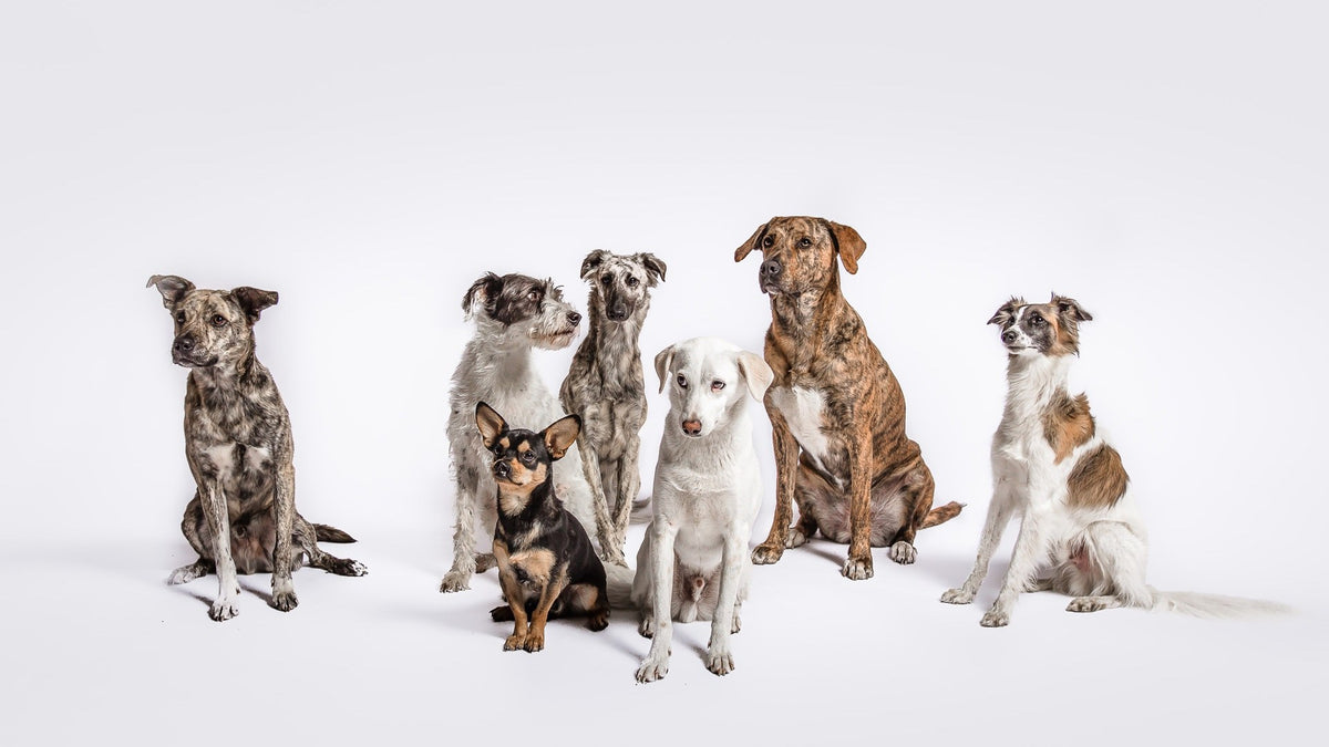 CLOUD7_ Sieben Hunde unterschiedlicher Rassen, Größen und Fellfarben sitzen vor einem schlichten weißen Hintergrund und posieren, wobei sie in die Kamera blicken.