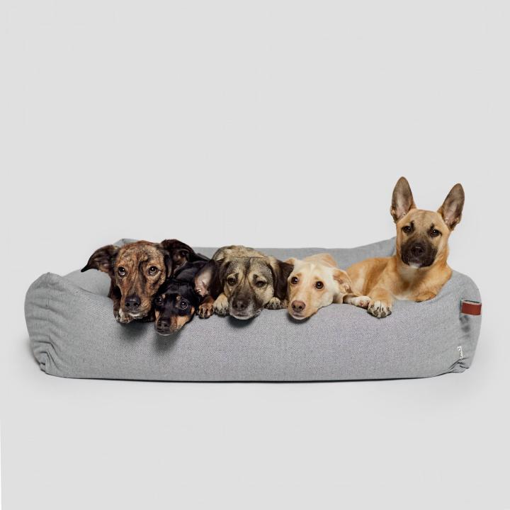 CLOUD7_ Fünf Hunde verschiedener Rassen liegen eng beieinander auf einem hellgrauen Hundebett vor einem schlichten, hellen Hintergrund; alle blicken nach vorne und haben den Kopf auf den Rand des Bettes gelegt.