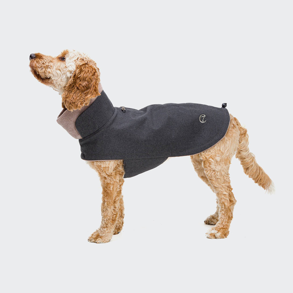 CLOUD7_ Ein Hund mit lockigem Fell, der seitlich steht, ein dunkelgraues Fell mit hohem Kragen trägt und vor einem schlichten, hellen Hintergrund nach oben blickt.