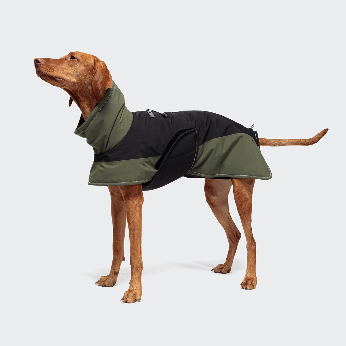 CLOUD7_ Ein brauner Hund, der einen schwarz-grünen Mantel trägt, steht vor einem hellgrauen Hintergrund, blickt nach oben und hat den Schwanz hinter sich ausgestreckt.