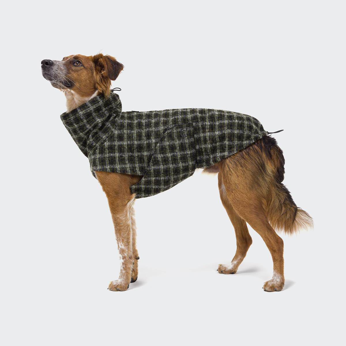 CLOUD7_ Ein brauner Hund, der eine grün-schwarz karierte Jacke trägt, steht vor einem schlichten weißen Hintergrund und blickt leicht nach oben.