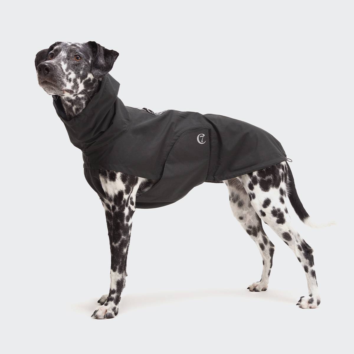 CLOUD7_ Ein Dalmatiner steht da, trägt eine schwarze Kapuzenjacke und blickt nach oben. Der Hintergrund ist einfarbig weiß.