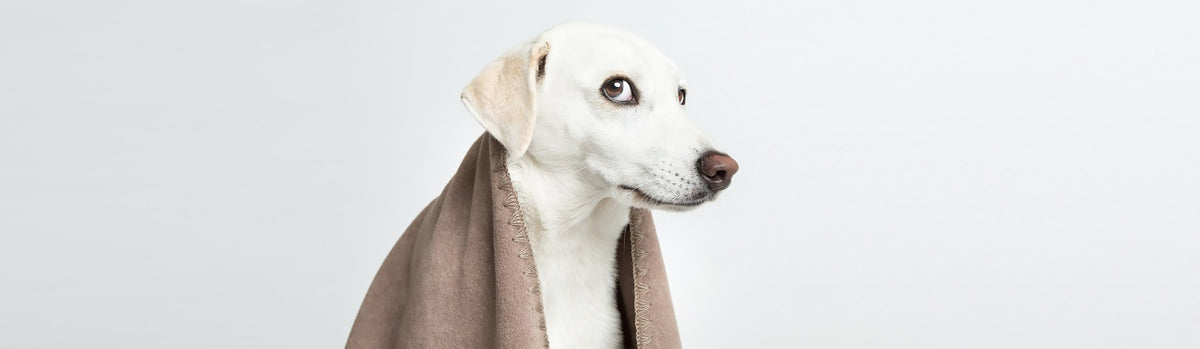 CLOUD7_ Ein weißer Hund mit hellbraunen Ohren blickt mit einem leicht besorgten Ausdruck auf, während er in eine hellbraune Decke vor einem schlichten weißen Hintergrund eingewickelt ist.