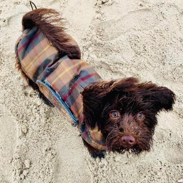 CLOUD7_ Ein kleiner brauner Hund mit blauen Augen und einem karierten Mantel steht auf sandigem Boden und schaut mit Sand auf der Nase und dem Fell nach oben.