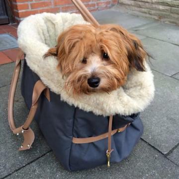 CLOUD7_ Ein kleiner, flauschiger brauner Hund mit zotteligem Gesicht sitzt gemütlich in einer kuscheligen, mit Fell ausgekleideten grauen Tragetasche auf einem gepflasterten Bürgersteig.