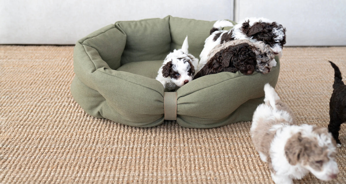 CLOUD7_ Fünf flauschige Welpen, größtenteils weiß und braun, sitzen auf einem gewebten Teppich und klettern aus einem grünen Hundebett heraus; ein Welpe steht neben dem Bett und will gerade weggehen.