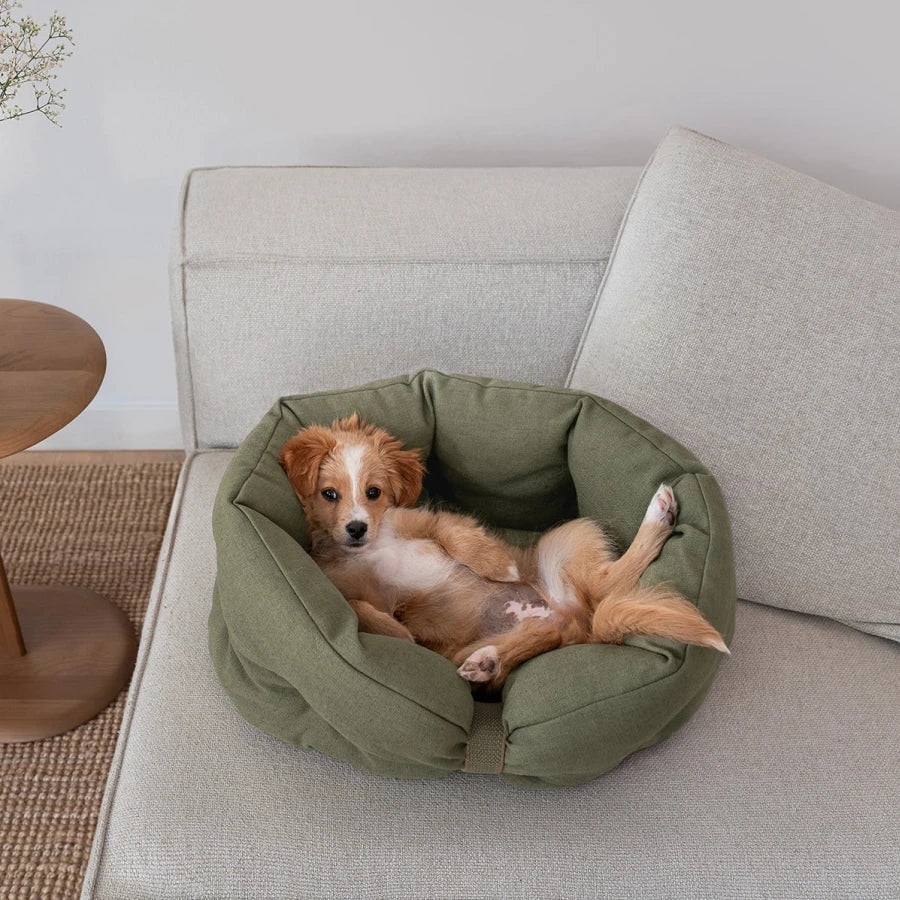 CLOUD7_ Ein kleiner braun-weißer Welpe liegt auf dem Rücken in einem grünen Hundebett auf einem hellen Sofa und blickt mit entspannter Haltung in die Kamera.