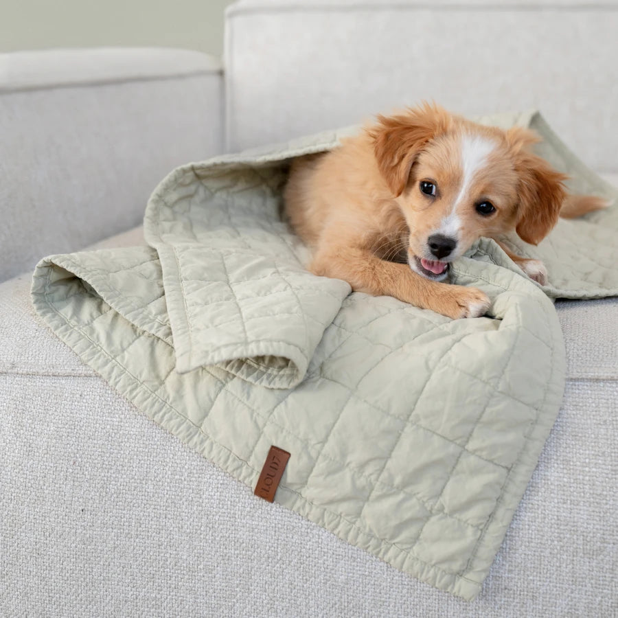 CLOUD7_ Ein kleiner braun-weißer Welpe kaut auf einer hellen Steppdecke herum, während er auf einem beigen Sofa liegt.