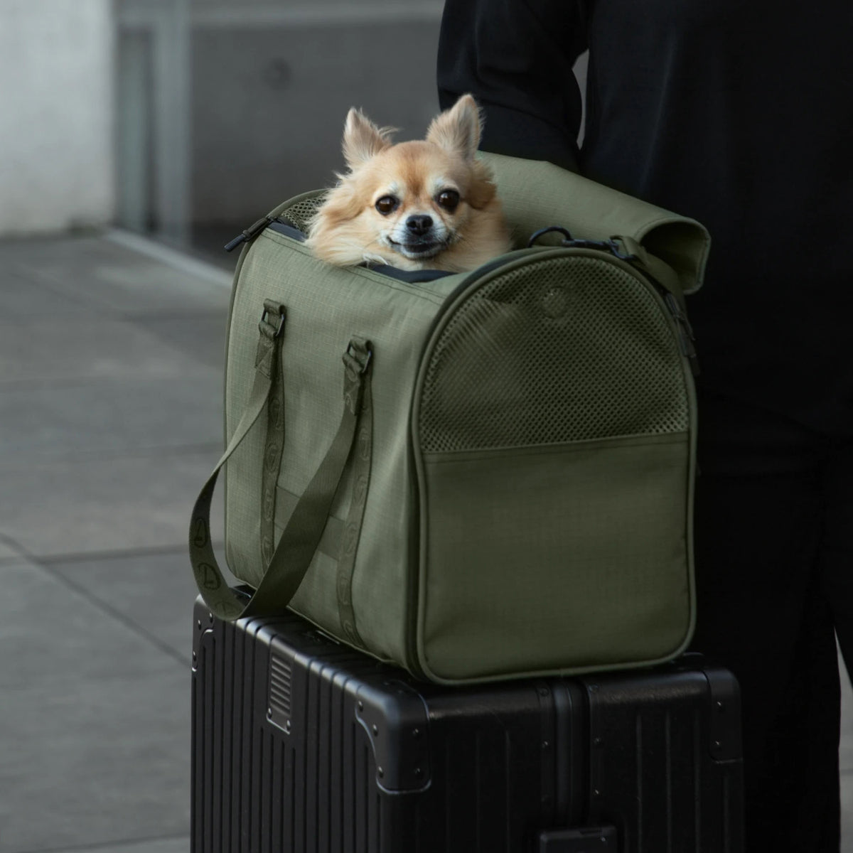 CLOUD7_ Ein kleiner Hund streckt seinen Kopf aus einer grünen Transportbox, die auf einem schwarzen Koffer steht, neben einer schwarz gekleideten Person.