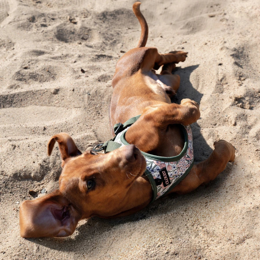 CLOUD7_ Ein brauner Hund, der ein Tarn-Geschirr trägt, liegt auf der Seite im Sand und schaut mit einem nach hinten gekippten Ohr nach oben.