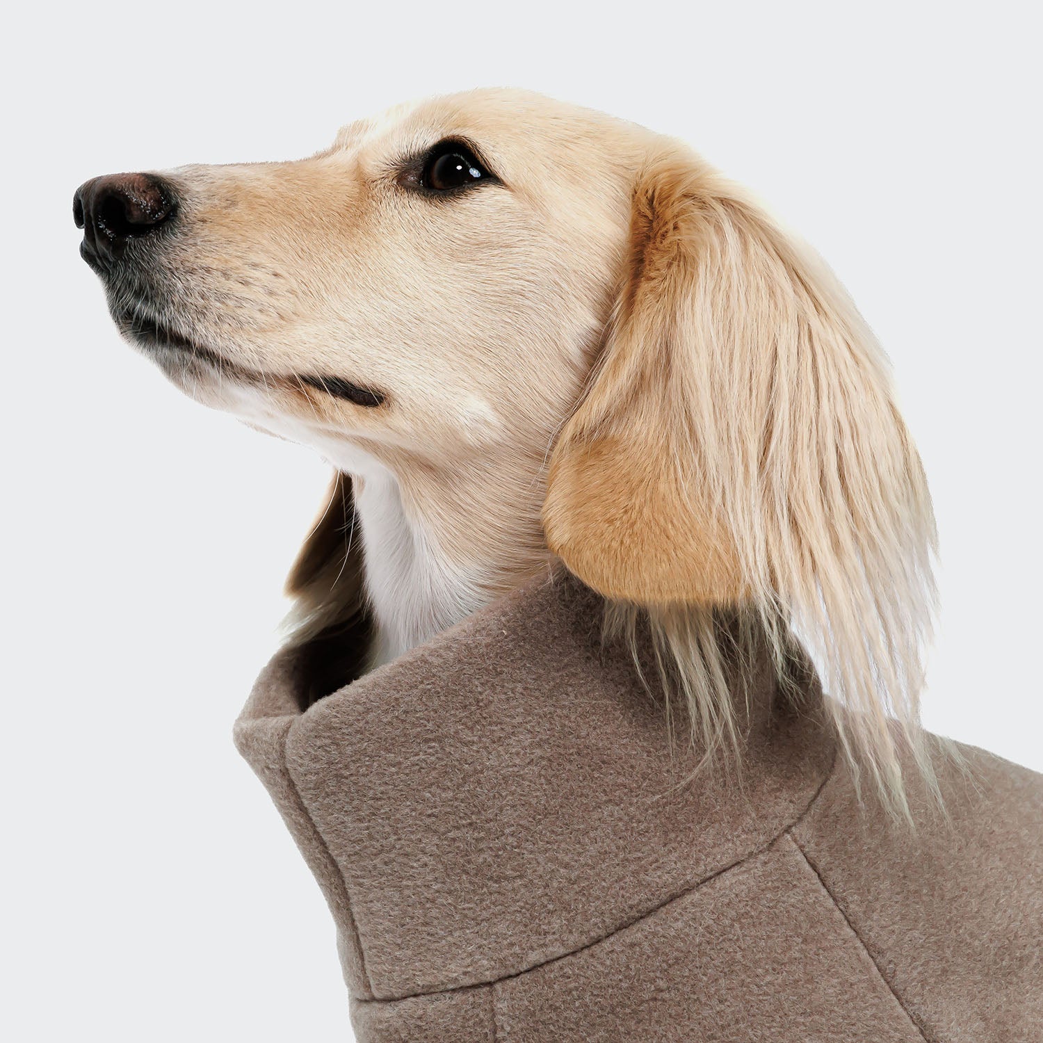 CLOUD7_ Ein hellfarbiger Hund mit langen Ohren trägt ein kuscheliges, taupefarbenes Fell. Der Hund ist im Profil vor einem schlichten, hellen Hintergrund abgebildet.