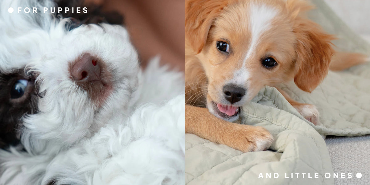 CLOUD7_ Zu sehen sind zwei Welpen: links ein flauschiger weiß-brauner Welpe und rechts ein hellbrauner Welpe, der an einer Steppdecke kaut. Der Text lautet „FOR PUPPIES“ und „AND LITTLE ONES“ in weißen Buchstaben.
