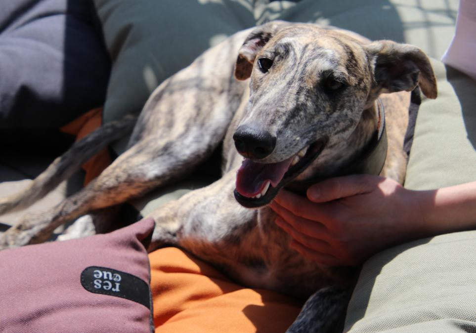 CLOUD7_ Ein gestromter Hund liegt draußen auf bunten Kissen und sieht mit offenem Maul glücklich aus, während ihm jemand sanft den Nacken streichelt.