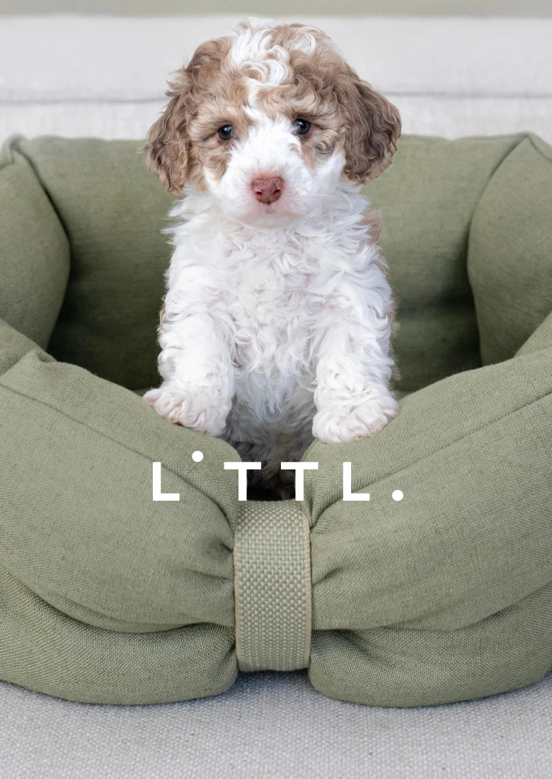 CLOUD7_ Ein kleiner Welpe mit lockigem Fell in Braun und Weiß sitzt in einem grünen Hundebett. Über das Bild zieht sich der weiße Schriftzug „LTTTL“.