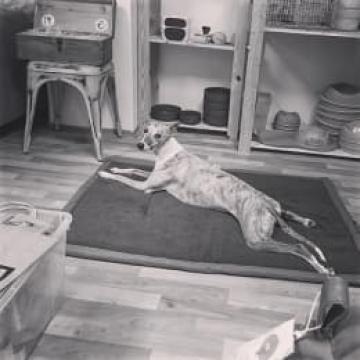 CLOUD7_ Ein Windhund liegt auf einem Teppich in einem Raum mit Holzregalen und Töpferwaren. Das Bild ist schwarz-weiß, und der Hund blickt in die Kamera.