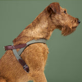 Hundegeschirr Tivoli Olive