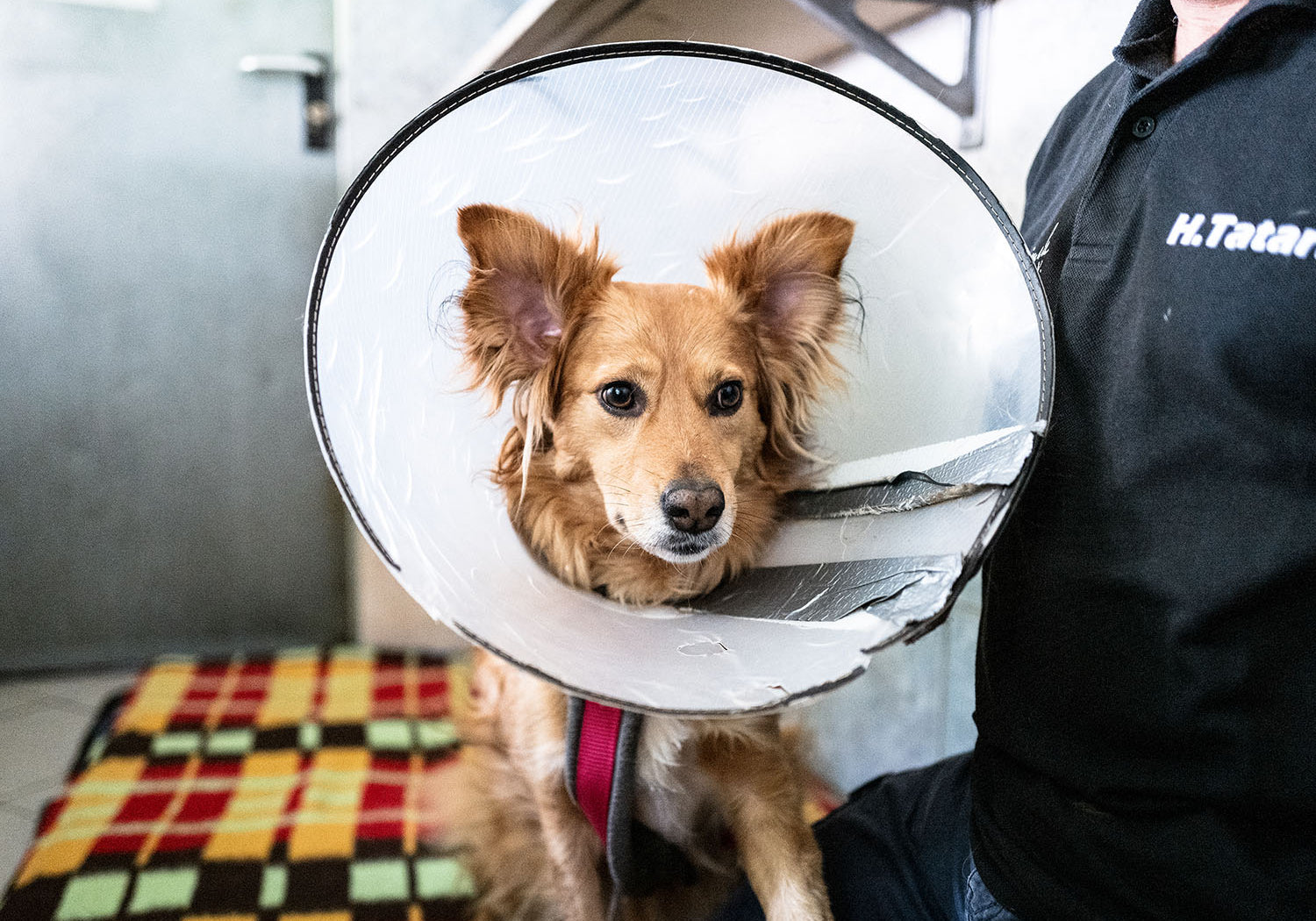 CLOUD7_ Ein brauner Hund, der einen beschädigten Plastikkragen trägt, sitzt auf einer bunten karierten Decke neben einer Person in einem schwarzen Hemd.